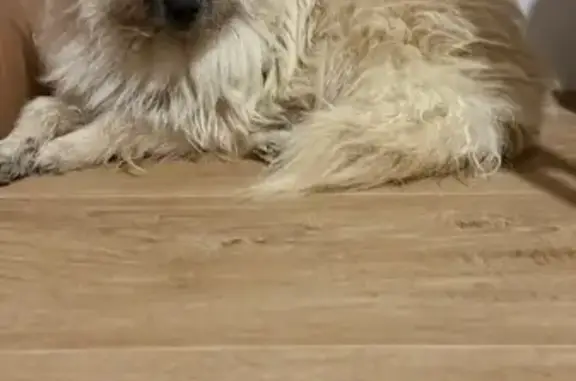 Пропала собака на Гранитной улице, СПб