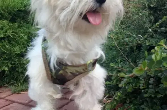 Пропала собака, ул. Добровольского 6, Ростов-на-Дону