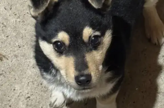 Найдена собака, Малые Кабаны, фото: Собака найдена на Центральной, 33/2, Малые Кабаны