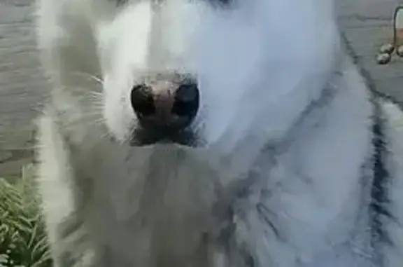 Пропали 2 хаски, Курган, Курганская обл.