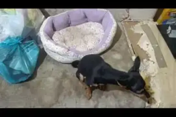 Пропала собака, ул. Баженова, 3, Тула