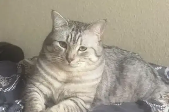 Пропал кот Симба, пл. Пушкина, Иваново