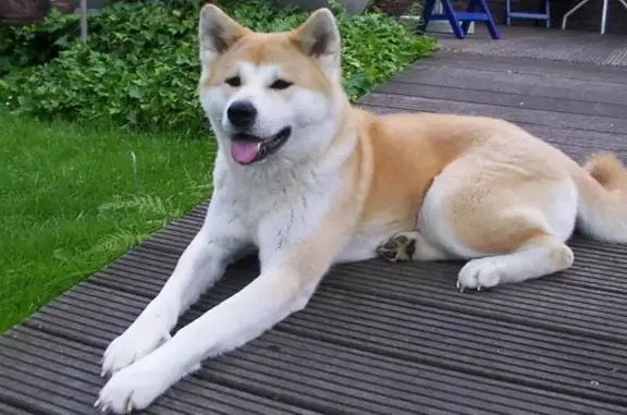 Найдена собака, Казань, фото: Акита-ину без намордника на Державина, 3
