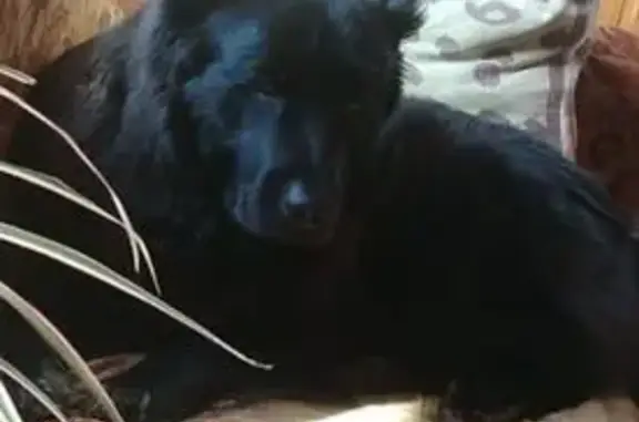 Пропала коричневая собака, Центр. ул. 54