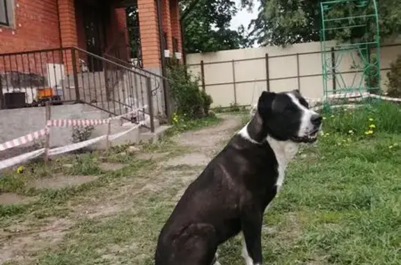 Пропала собака, Центральная ул., Петрово