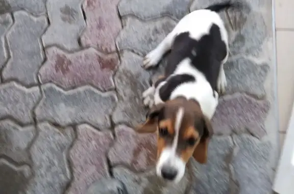 Пропала гончая в Марьиной Роще, Краснодарский край