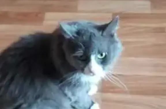 Пропала кошка, Южный пр., 1 к2, Электросталь