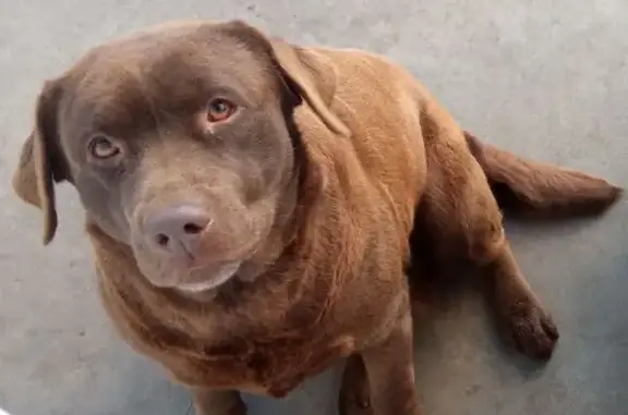 Пропала собака, Бочаровская 18, Курск