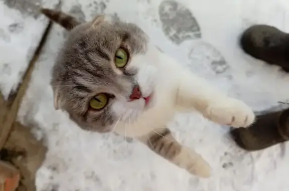 Объявления о пропавших и найденных животных, Рассказово, фото: Кошка найдена на Ленинградской, Рассказово