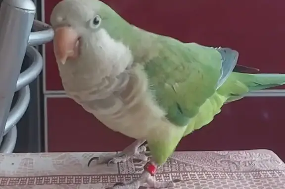 Пропал попугай, Днепровский пер. 122А