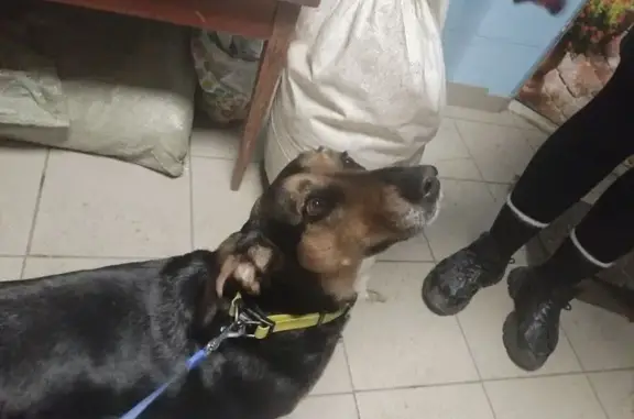 Найдена собака, Самара, фото: Найдена собака на Ташкентской ул., Самара