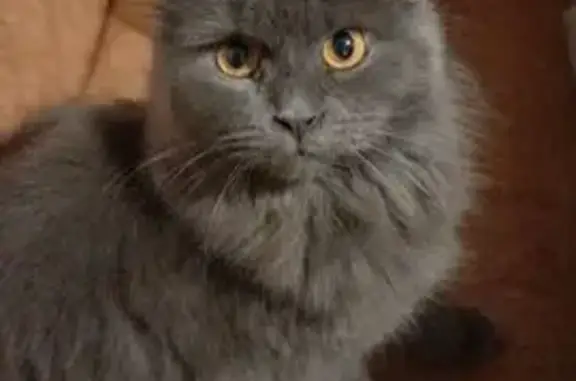 Объявления о пропавших и найденных животных, Рассказово, фото: Пропала кошка, Ленинградская ул., Рассказово