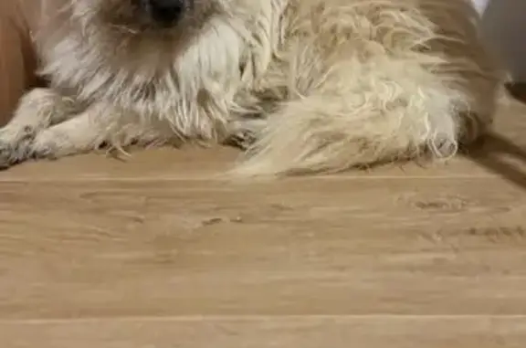 Пропала собака, Гранитная ул, СПб