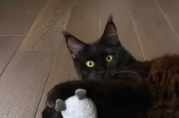 Пропала кошка, Махачкала, Московская 49