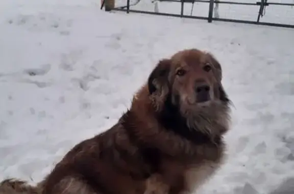 Пропала собака, Мичуринское СП, Брянск