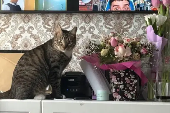 Кошки потеряшки, Горки, фото: Потеряшка кот Робби, 1-й Туровский пер., 9