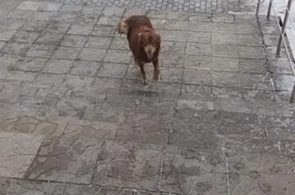 Найдена собака, Брянск, фото: Найдена собака: Объездная ул., Брянск
