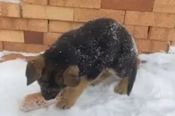 Пропала овчарка, Парковая 12, Нефтеюганск