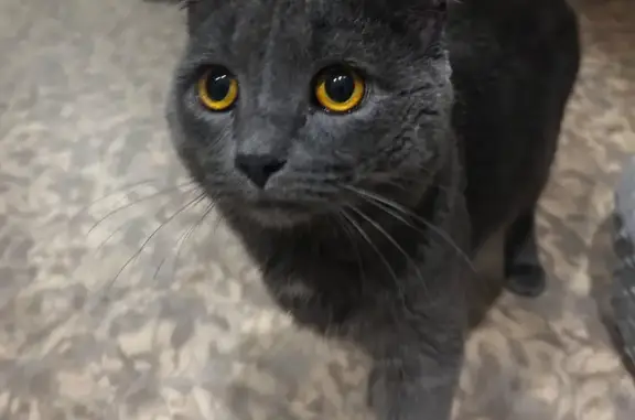 Найдена кошка, Набережные Челны, фото: Кот найден: ул. Маршала Жукова, 17/13