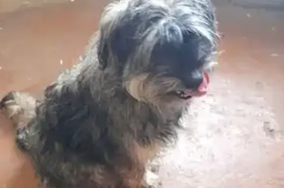 Пропала собака, Агидель, Башкортостан