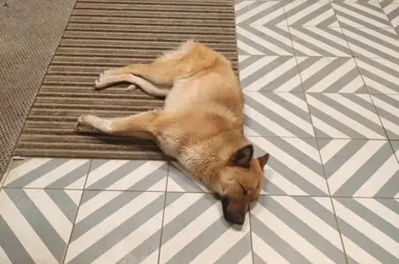 Найдена собака, Казань, фото: Раненая собака на Халезова 26 к2, Казань