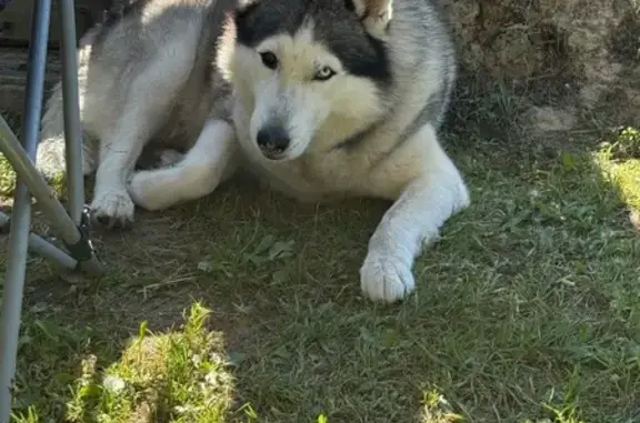 Пропал хаски, 2-я линия, Виллозское 