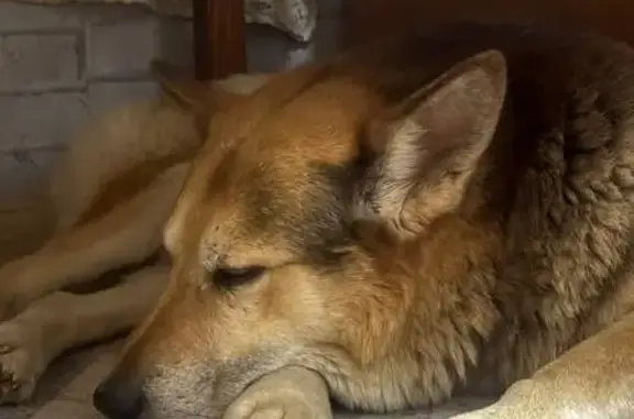 Пропала собака в Октябрьском, Ивановская обл.