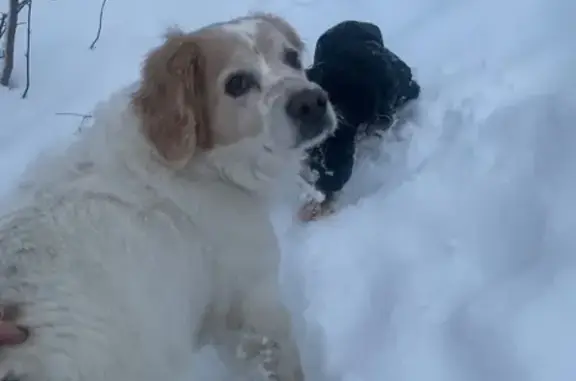 Найдена собака, Оренбург, фото: Собака найдена: ул. Донковцева, Оренбург