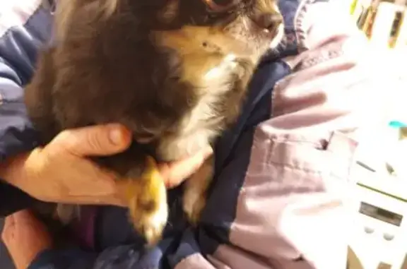 Найденные животные Воронеж, фото: Собака найдена: Воронеж, Воронежская обл.