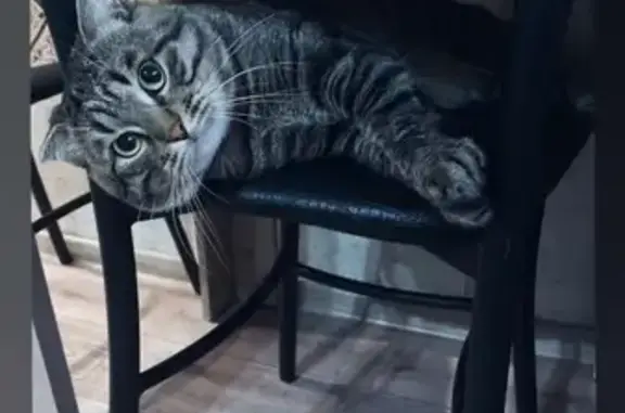 Пропала кошка, Гусь-Хрустальный