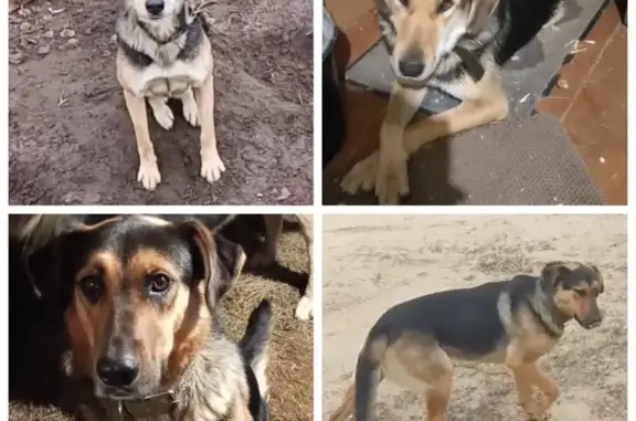 Пропали собаки, Новоклязьминское, Иваново