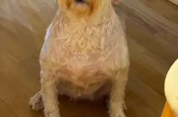 Найдена собака на пр. Ленина, Волгоград