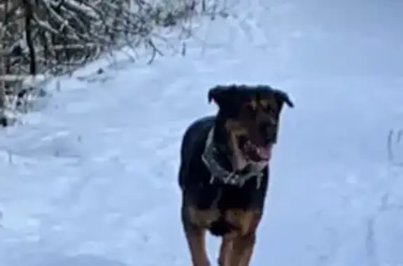 Найдена собака, Троице-Сельцо, фото: Найдена собака, Луговая ул., 2, Троице-Сельцо