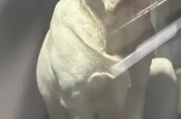 Пропали собаки, ул. Терешковой 35, Подгорное