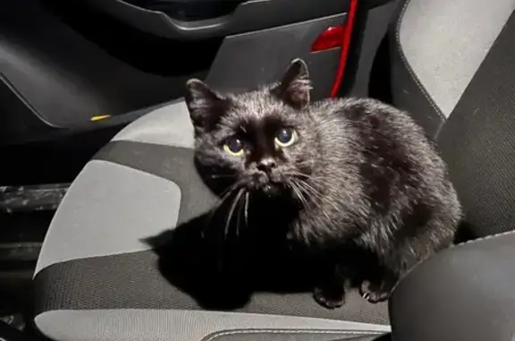 Найдена кошка, Зональная станция, фото: Чёрная кошка найдена на Королёва, 2