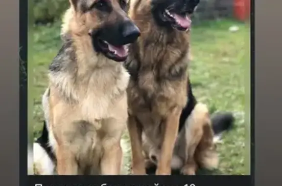 Пропала овчарка, ул. Ак. Завойского, Казань