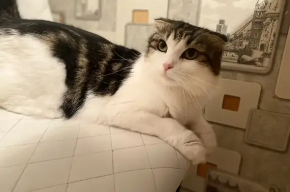 Пропала кошка, Федоровское, МО