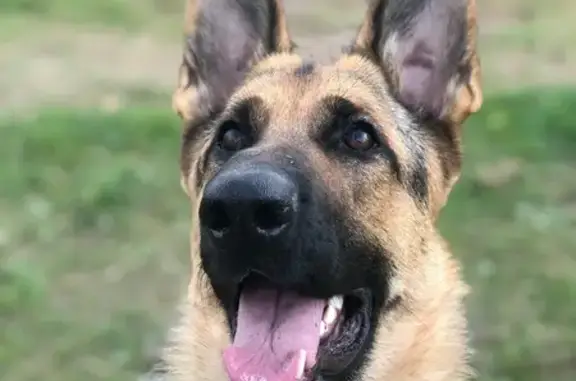 Пропала собака, ул. Завойского, Казань