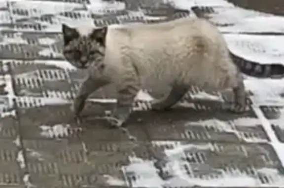 Поиск домашних животных, фото: Кошка найдена: Симферопольское шоссе