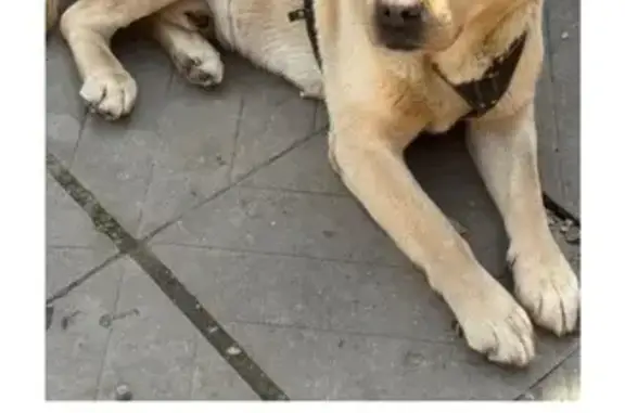 Лабрадор пропал, Полевой пер., 12, МинВоды