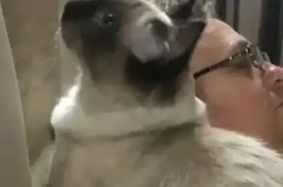 Пропала кошка, ул. Карла Маркса, 116, Ейск