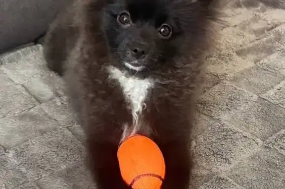 Пропала собака, Полевая 23, Вольно-Надеждинское