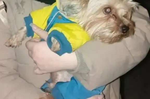 Пропала собака, ул. Фадеева, Новосибирск