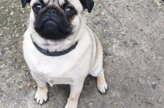 Пропала собака, Красная ул. 216, Тбилисская