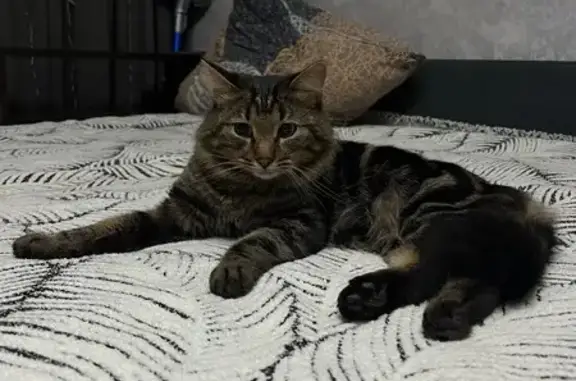 Найдена кошка, Совхозный, фото: Кошка найдена: Мостовая ул, 53Б, Совхозный