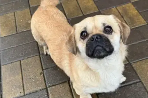 Найдена собака, Краснодар, фото: Собака найдена в ONLY, В-Кругликовская 26