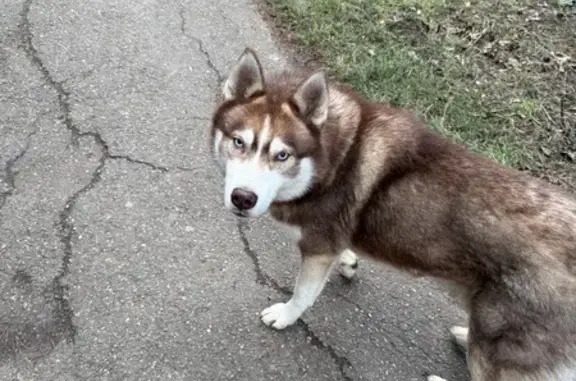 Найдена собака, Тимашевск, фото: Найдена собака, ул. Дружбы, Тимашёвск