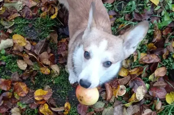 Пропала собака на ул. Речной, Петрозаводск