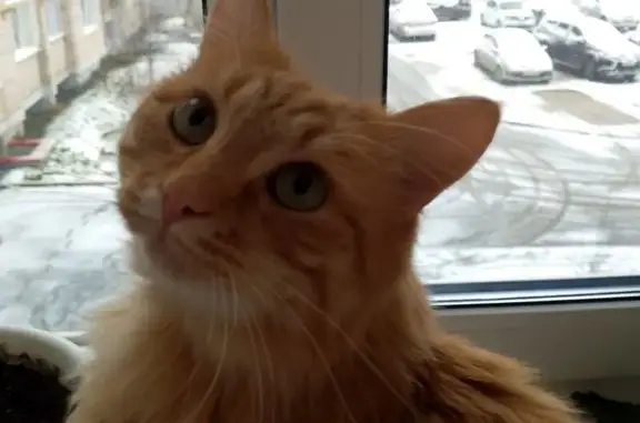 Пропала кошка, Детская ул. 2, Можга