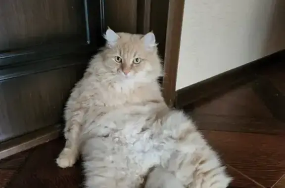 Пропала кошка, ул. Ветеранов, Волгодонск